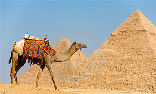 camel 